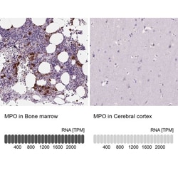 Myeloperoxidase/MPO Antibody, Novus Biologicals 0.1mL; Unlabeled:Antibodies,